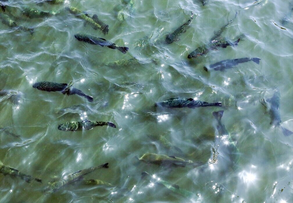 برداشت ماهی سردآبی قزل آلا برای نخستین بار در آبادان