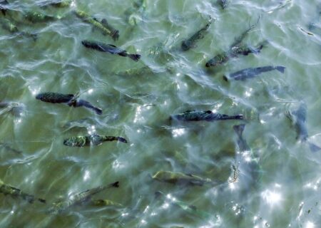 برداشت ماهی سردآبی قزل آلا برای نخستین بار در آبادان