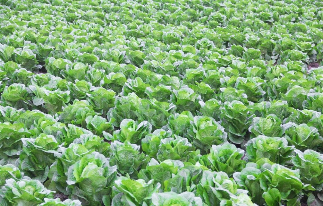 افزون بر ۹ هزار تن کاهو از دزفول به روسیه صادر شد