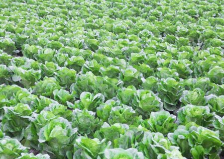 افزون بر ۹ هزار تن کاهو از دزفول به روسیه صادر شد