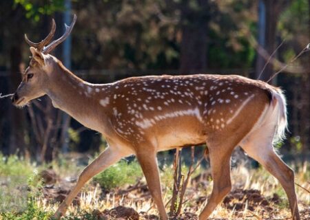 پارک ملی کرخه در انتظار تولد گوزن‌های زرد ایرانی