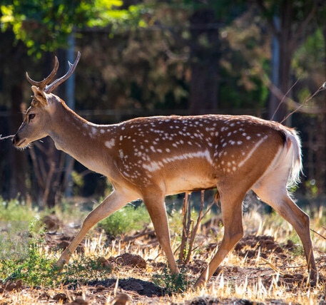 پارک ملی کرخه در انتظار تولد گوزنهای زرد ایرانی