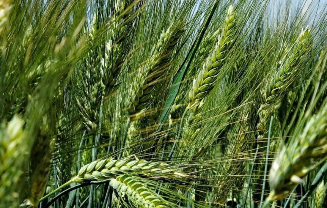 هشت مرکز تعاون روستایی دزفول آماده خرید تضمینی گندم و کلزا