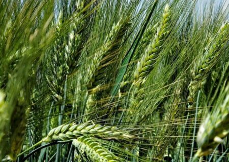 هشت مرکز تعاون روستایی دزفول آماده خرید تضمینی گندم و کلزا