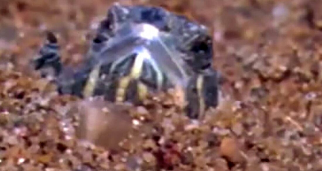 راز زنده شدن لاک پشت های یخ زده چیست؟