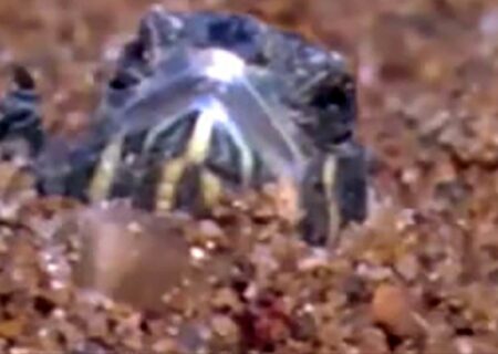 راز زنده شدن لاک پشت های یخ زده چیست؟