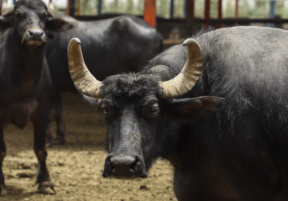 پرورش گاومیش در خوزستان نیازمند تحول اساسی از سنتی به صنعتی است