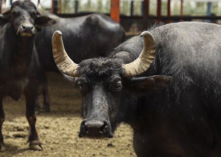 پرورش گاومیش در خوزستان نیازمند تحول اساسی از سنتی به صنعتی است