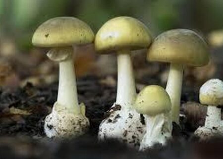 مسمومیت ۶۳ نفر و فوت یک نفر بر اثر مصرف قارچ سمی