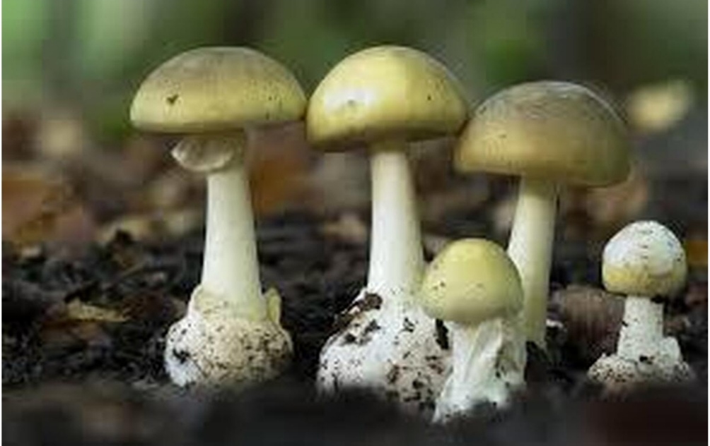مسمومیت ۶۳ نفر و فوت یک نفر بر اثر مصرف قارچ سمی