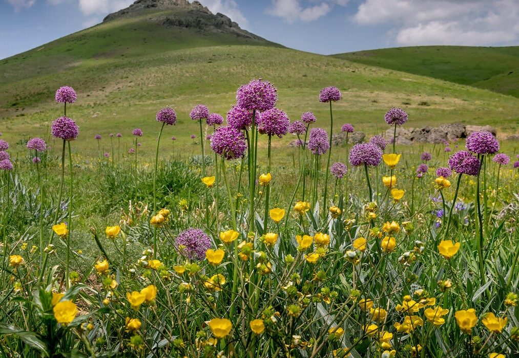 گیاهان دارویی مناطق گرمسیری ایران در خطر انقراض
