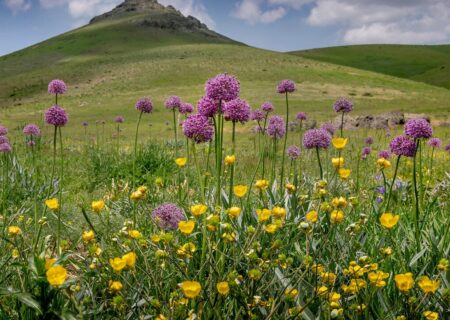گیاهان دارویی مناطق گرمسیری ایران در خطر انقراض