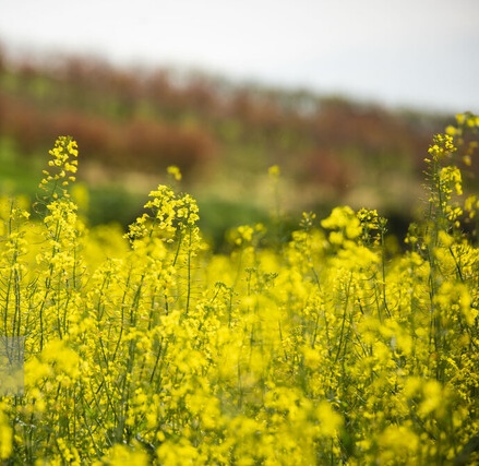 خوزستان پیشتاز در خرید و برداشت محصولات کلیدی کشاورزی/ بیش از ۱۱۰ هزار تن خریداری شد