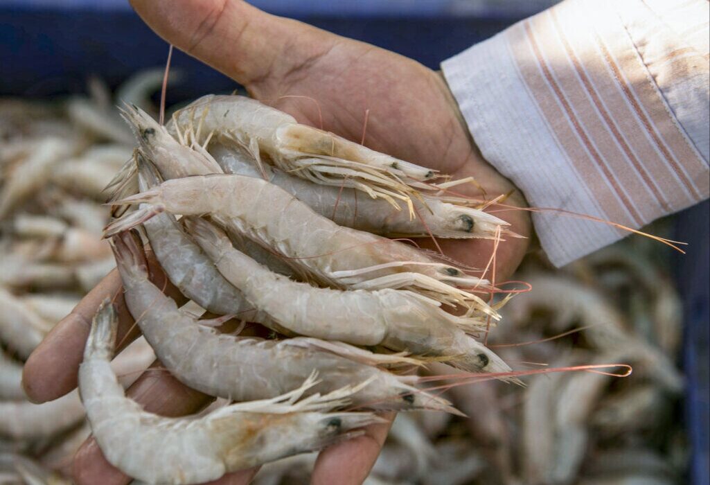 نظارت بهداشتی بر صادرات بیش از ۷۳ هزار تن ماهی و میگو از استان خوزستان