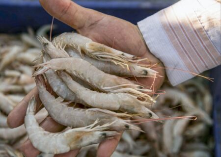 نظارت بهداشتی بر صادرات بیش از ۷۳ هزار تن ماهی و میگو از استان خوزستان