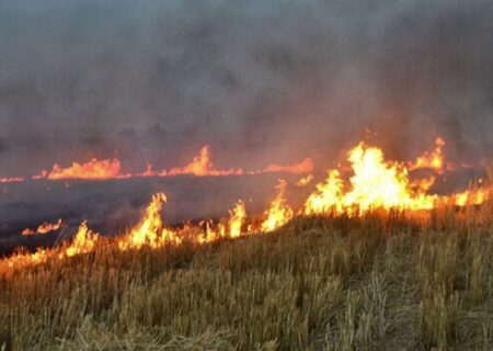 برخورد قاطع با کشاورزانی که مزارع خود را آتش می‌زنند