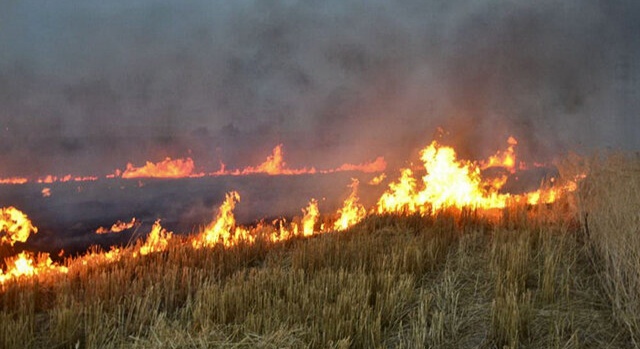 برخورد قاطع با کشاورزانی که مزارع خود را آتش میزنند