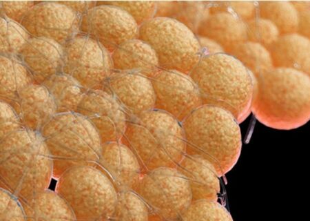 نقش چربی‌های بدن در بروز یا کاهش اضطراب؛ یافته‌های جدید علمی