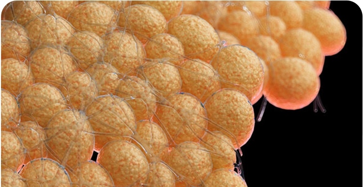 نقش چربیهای بدن در بروز یا کاهش اضطراب؛ یافتههای جدید علمی