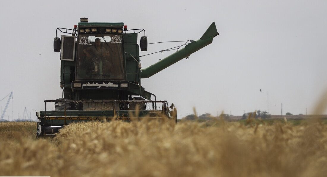 ۲۰ هزار تن گندم از کشاورزان شادگان خریداری شد