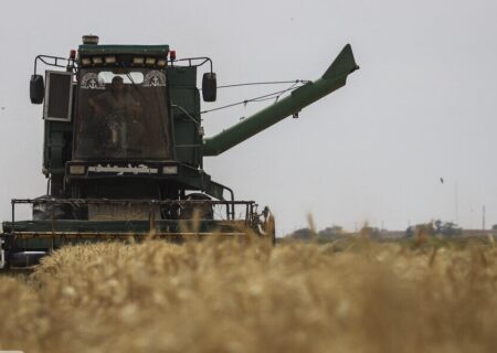 ۲۰ هزار تن گندم از کشاورزان شادگان خریداری شد
