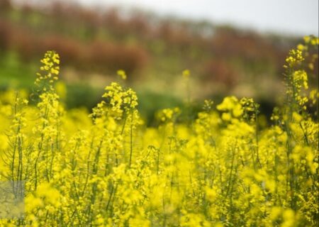 خرید ۵۳ هزار تن کلزا از کشاورزان خوزستان/ مشکل حمل‌ونقل کلزا حل شود