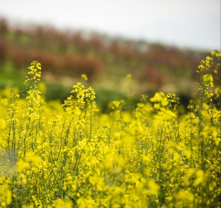 خرید ۵۳ هزار تن کلزا از کشاورزان خوزستان/ مشکل حملونقل کلزا حل شود