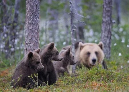عملیات پهپادی برای پیدا کردن توله خرس پردیسان
