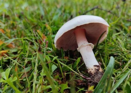 مسموم و یک فوتی بر اثر مصرف قارچ‌های سمی