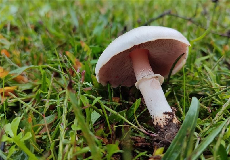 مسموم و یک فوتی بر اثر مصرف قارچ‌های سمی