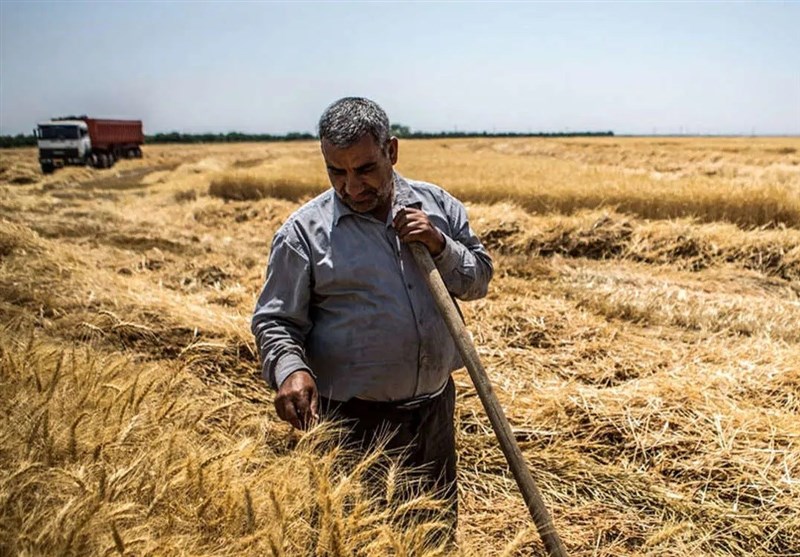 ۳۲ همت طلب گندمکاران پرداخت نشد