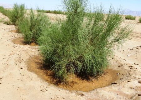 اجرای عملیات بیابان‌زدایی در ۶۰ هزار هکتار کانون ریزگرد خوزستان