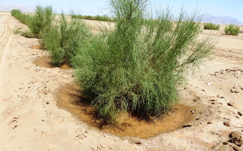 اجرای عملیات بیابانزدایی در ۶۰ هزار هکتار کانون ریزگرد خوزستان