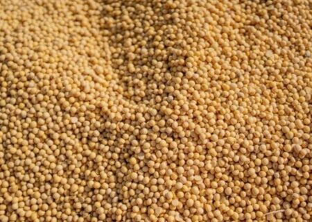 کشاورزان اندیمشک سویا بکارند