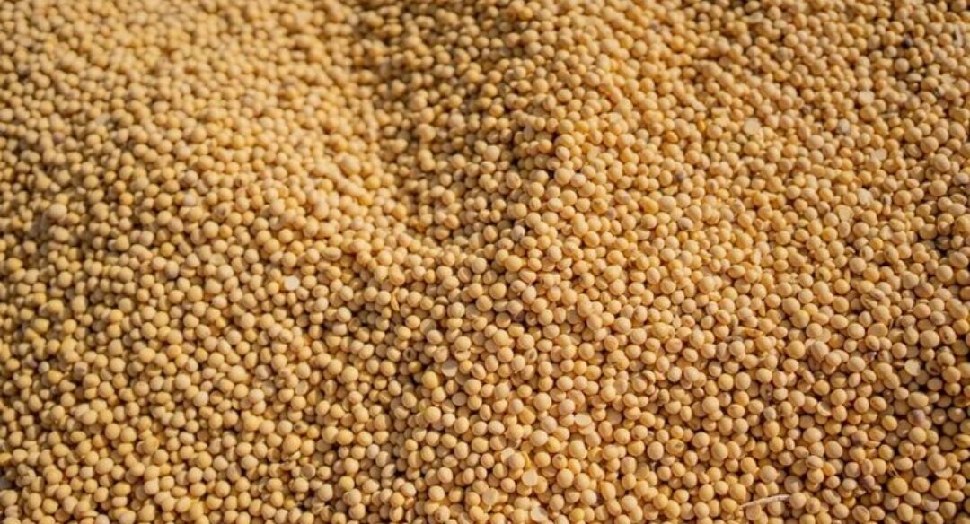 کشاورزان اندیمشک سویا بکارند