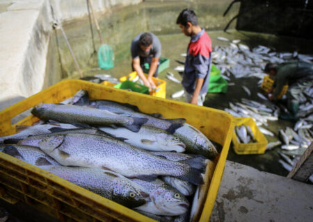 کشف و معدوم سازی ۴۰۰ کیلوگرم ماهی فاسد و غیرقابل مصرف در آبادان 