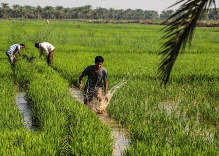 کشت شلتوک (برنج) در حوزه‌های کرخه، دز، کارون، مارون–جراحی و زهره در خوزستان ممنوع شد