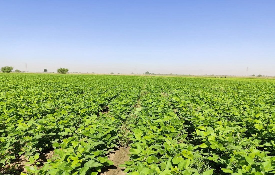 کشت دانه روغنی سویا در دستور کار جهاد کشاورزی