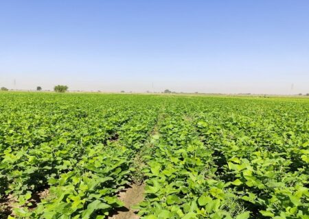 کشت دانه روغنی سویا در دستور کار جهاد کشاورزی