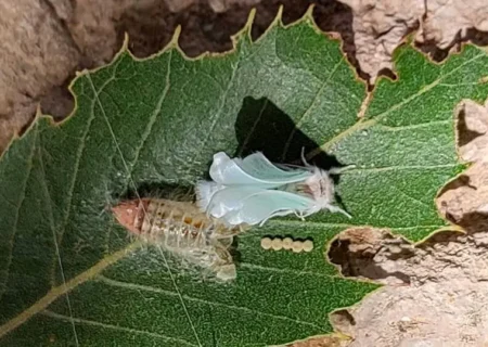 یورش پروانه‌های قاتل به جنگل‌های خوزستان/ مردم خواستار اقدام فوری منابع طبیعی