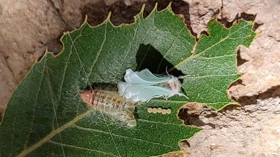 یورش پروانه‌های قاتل به جنگل‌های خوزستان/ مردم خواستار اقدام فوری منابع طبیعی