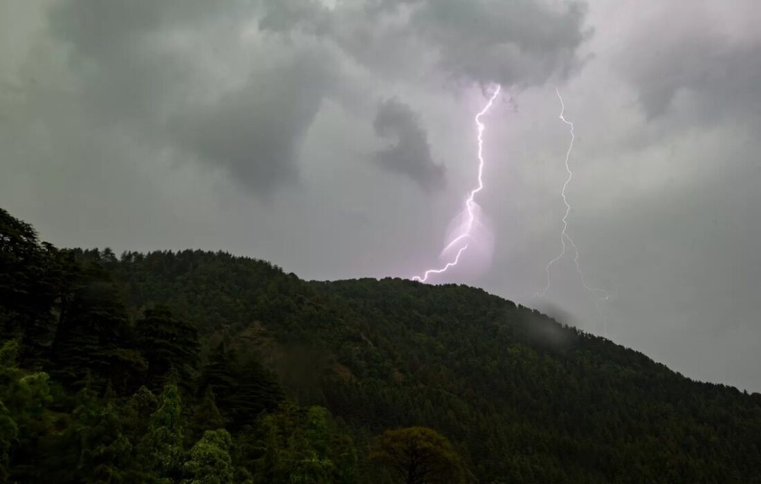 این درخت ترسناک، با صاعقه رقبا را نابود میکند