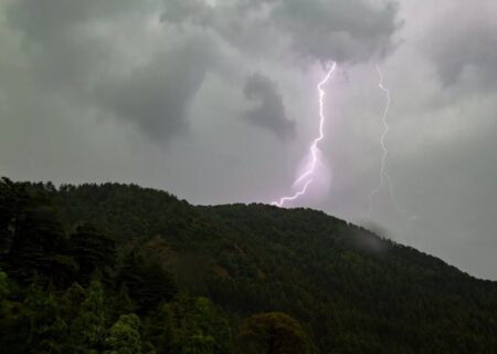 این درخت ترسناک، با صاعقه رقبا را نابود می‌کند