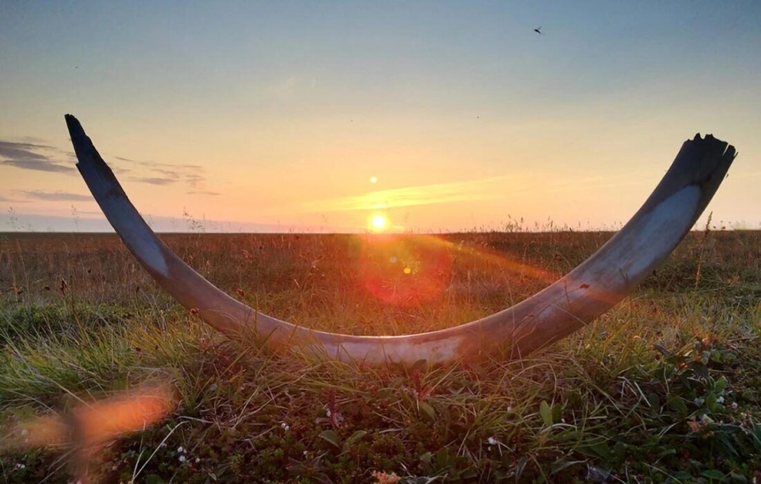 کشف ماموت‌های یک میلیون ساله! تاریخ فرگشت از نو نوشته شد