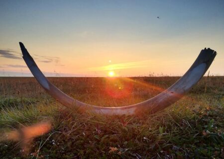 کشف ماموت‌های یک میلیون ساله! تاریخ فرگشت از نو نوشته شد