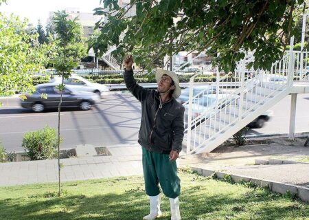 توت‌های تهران سرطان‌زاست؛ کاری که شهرداری زاکانی برای سلامت درختان انجام نداد