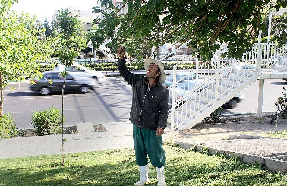 توت‌های تهران سرطان‌زاست؛ کاری که شهرداری زاکانی برای سلامت درختان انجام نداد