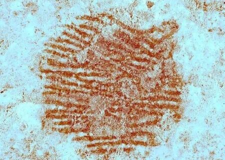 قدیمی‌ترین اثرانگشت‌ انسان پیدا شد / یادگاری از ۴۳ هزار سال پیش