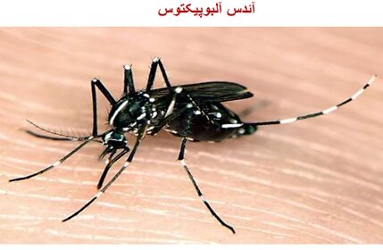 شناسایی ۱۷ مبتلا به تب دنگی از ابتدای امسال / تمام موارد انتقال محلی از چابهار