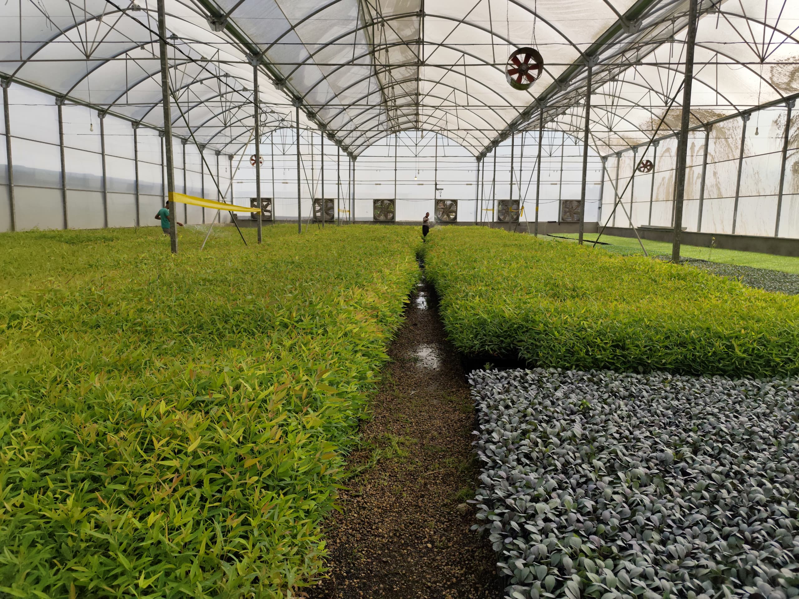 اندیمشک، بهشت سرمایه‌گذاران با حمایت جهاد کشاورزی